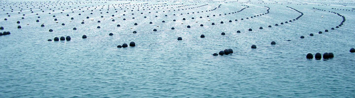 Longline Oyster Aquaculture